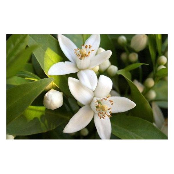 بخاخ الغرفة المضاد للحساسية 250 مل...