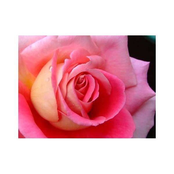 Vaporisateur d'ambiance...