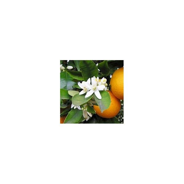 زيت عطري مضاد للحساسية 30 مل نيرولي