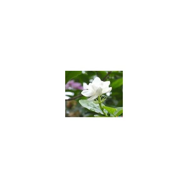 'زيت الترطيب الجاف المعطر 'فل